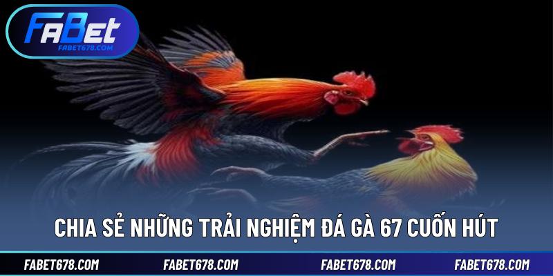 Chia sẻ những trải nghiệm đá gà 67 cuốn hút