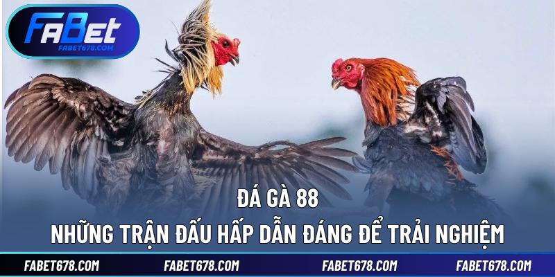 Đá Gà 88