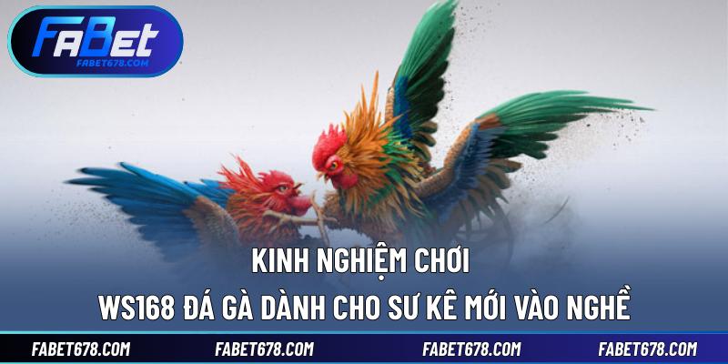 Kinh nghiệm chơi WS168 đá gà dành cho sư kê mới vào nghề