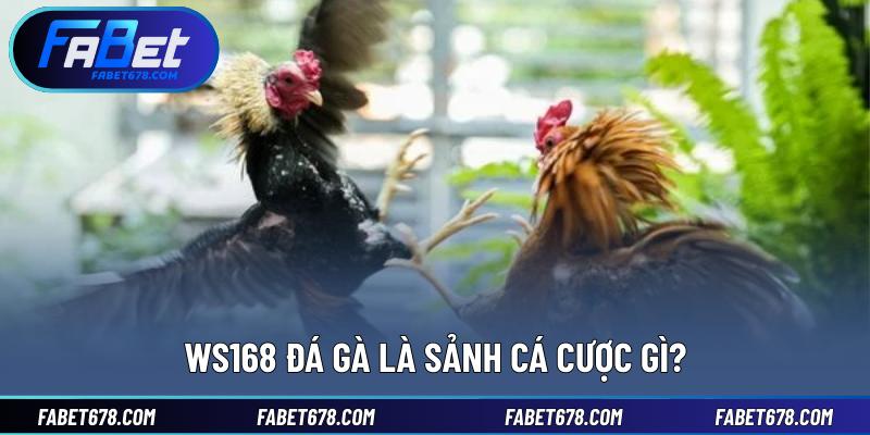 WS168 đá gà là sảnh cá cược gì?