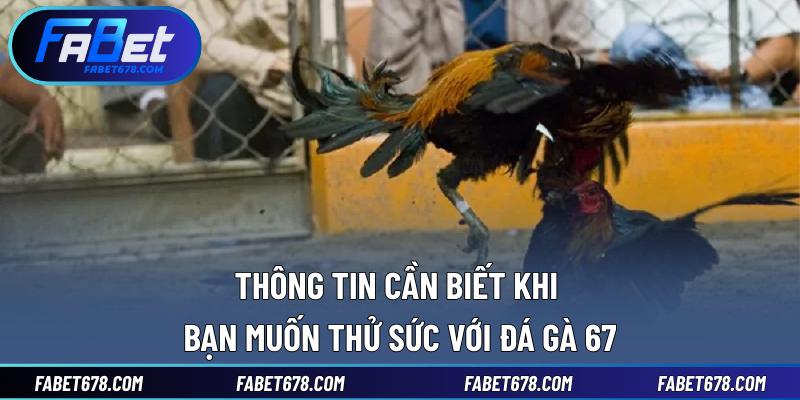 Thông tin cần biết khi bạn muốn thử sức với đá gà 67