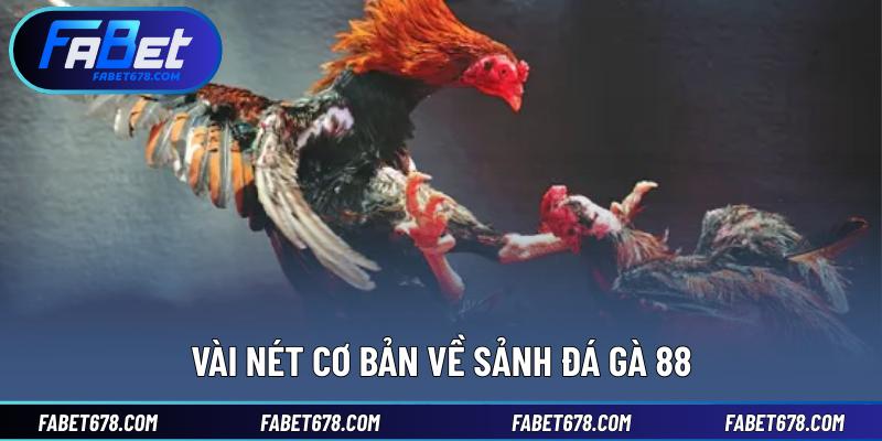 Vài nét cơ bản về sảnh đá gà 88